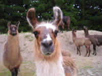 Llamas from Briar Patch